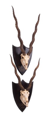 Lot 292 - Antlers/Horns: Two Sets of Indian Blackbuck...