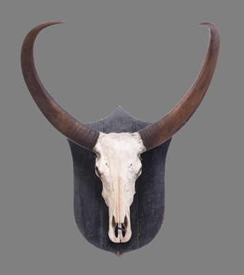 Lot 148 - Antlers/Horns: Asian Water Buffalo (Bubalus...