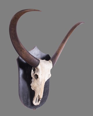 Lot 148 - Antlers/Horns: Asian Water Buffalo (Bubalus...