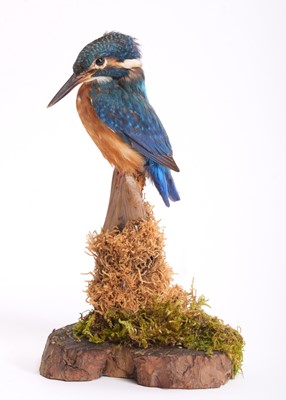 Lot 228 - Taxidermy: European Kingfisher (Alcedo athis),...