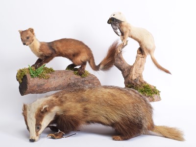 Lot 1147 - Taxidermy: A Scottish Pine Marten, Polecat &...