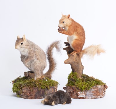 Lot 1148 - Taxidermy: A European Red Squirrel, Common...