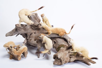 Lot 1150 - Taxidermy: A Group of European Stoats (Mustela...