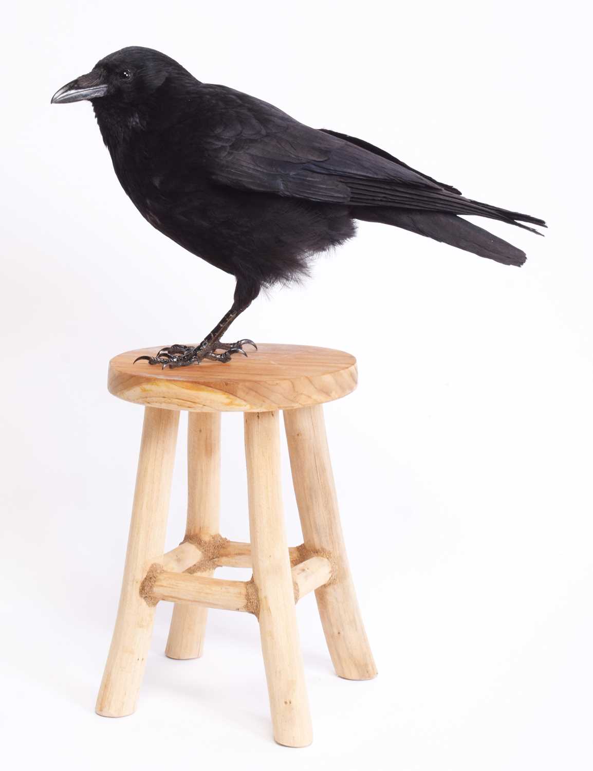 Lot 1139 - Taxidermy: A Carrion Crow on a Stool (Corvus...