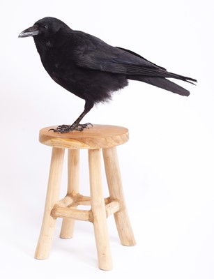 Lot 1139 - Taxidermy: A Carrion Crow on a Stool (Corvus...