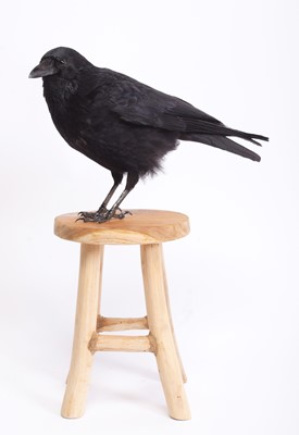 Lot 1139 - Taxidermy: A Carrion Crow on a Stool (Corvus...