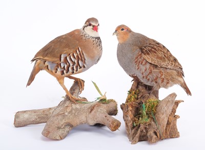 Lot 1146 - Taxidermy: A French Partridge & English Grey...