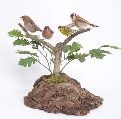 Lot 1306 - Taxidermy: A Group of British Garden Birds,...