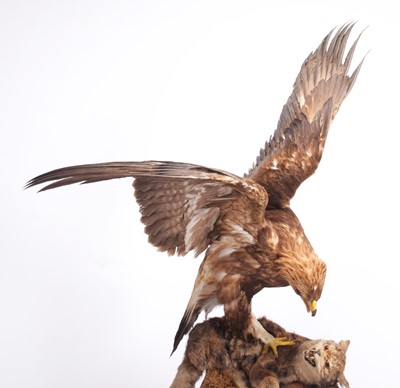 Lot Taxidermy: A Golden Eagle Attacking a Scottish...