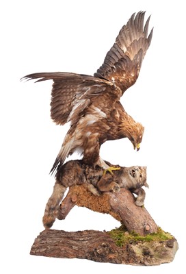 Lot Taxidermy: A Golden Eagle Attacking a Scottish...