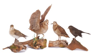 Lot 1144 - Taxidermy: A Pair of Woodcocks, Golden Plover...