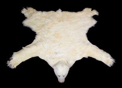 Lot 219 - Taxidermy: Polar Bear Skin (Ursus maritimus),...