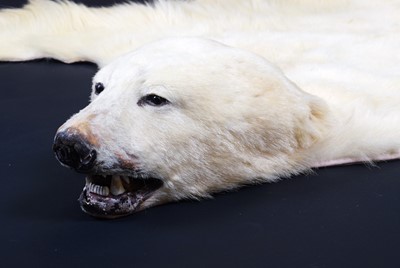 Lot 219 - Taxidermy: Polar Bear Skin (Ursus maritimus),...
