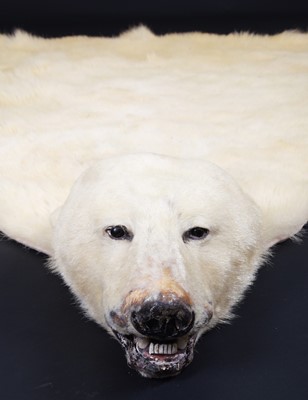 Lot 219 - Taxidermy: Polar Bear Skin (Ursus maritimus),...