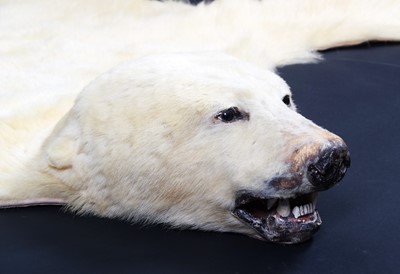 Lot 219 - Taxidermy: Polar Bear Skin (Ursus maritimus),...
