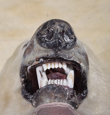 Lot 219 - Taxidermy: Polar Bear Skin (Ursus maritimus),...