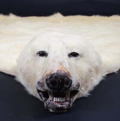 Lot 219 - Taxidermy: Polar Bear Skin (Ursus maritimus),...