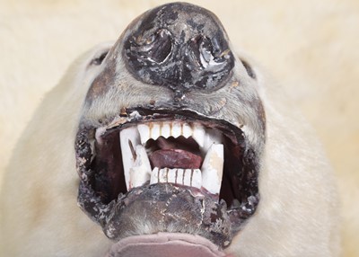 Lot 219 - Taxidermy: Polar Bear Skin (Ursus maritimus),...