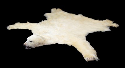 Lot Taxidermy: Polar Bear Skin (Ursus maritimus),...