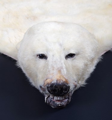 Lot 219 - Taxidermy: Polar Bear Skin (Ursus maritimus),...