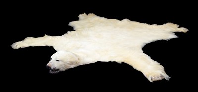 Lot 219 - Taxidermy: Polar Bear Skin (Ursus maritimus),...