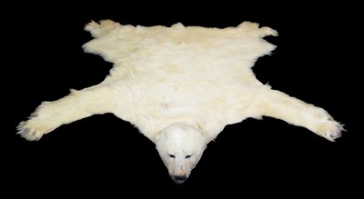 Lot 219 - Taxidermy: Polar Bear Skin (Ursus maritimus),...