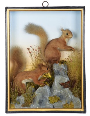Lot Taxidermy: A Cased Pair of Red Squirrels...