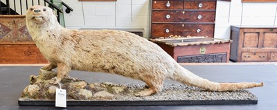 Lot 1161 - Taxidermy: A European Otter (Lutra lutra),...