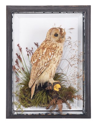 Lot Taxidermy: A Wall Cased Tawny Owl (Strix...