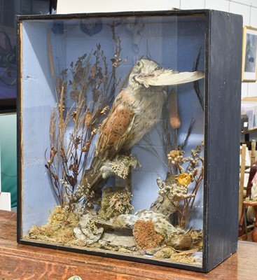 Lot 1304 - Taxidermy: A Late Victorian Common Kestrel...