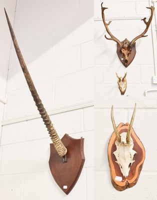 Lot 1157 - Antlers/Horns: A Set of European Fallowbuck...