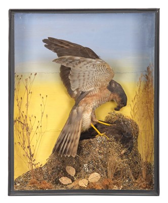 Lot Taxidermy: A Late Victorian Cased European...