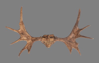 Lot 1295 - Antlers/Horns: North American Moose Antlers...