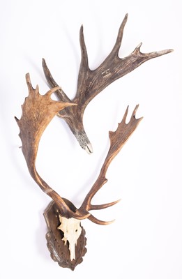 Lot 1291 - Antlers/Horns: European Fallowbuck Antlers and...