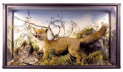 Lot 1353 - Taxidermy: A Late Victorian Cased Red Fox...