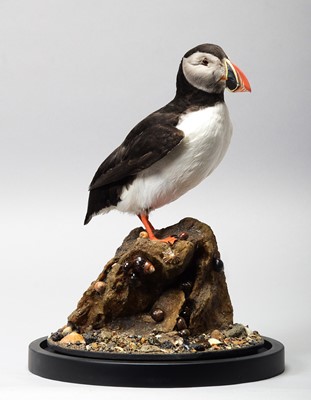 Lot 1066 - Taxidermy: Atlantic Puffin (Fratercula...