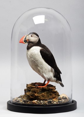 Lot Taxidermy: Atlantic Puffin (Fratercula...