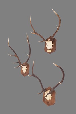 Lot 1294 - Antlers/Horns: Scottish Red Deer Antlers...