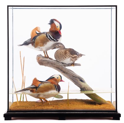 Lot Taxidermy: A Cased Diorama of Mandarin Ducks...