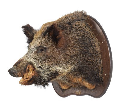 Lot Taxidermy: European Wild Boar (Sus scrofa),...