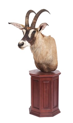 Lot Taxidermy: A Roan Antelope Pedestal Mount...