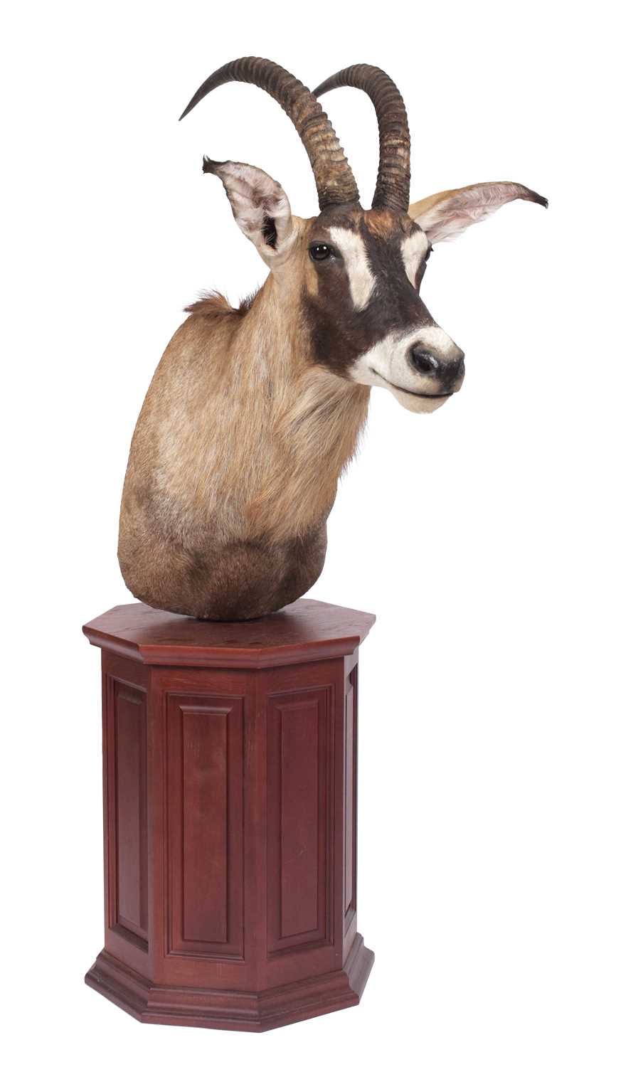Lot 141 Taxidermy A Roan Antelope Pedestal Mount