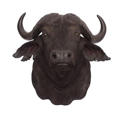 Lot 407 - Taxidermy: Cape Buffalo (Syncerus caffer),...