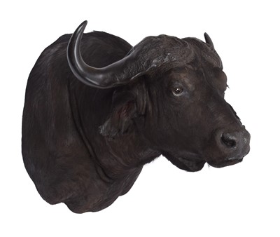 Lot 407 - Taxidermy: Cape Buffalo (Syncerus caffer),...