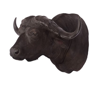 Lot Taxidermy: Cape Buffalo (Syncerus caffer),...