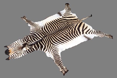 Lot Skins/Hides: Hartmann's Mountain Zebra Skin...