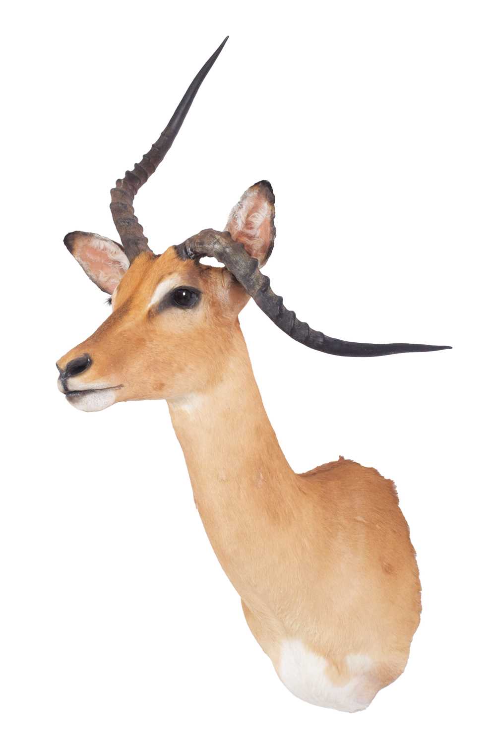 Lot Taxidermy: Abnormal Common Impala (Aepyceros...