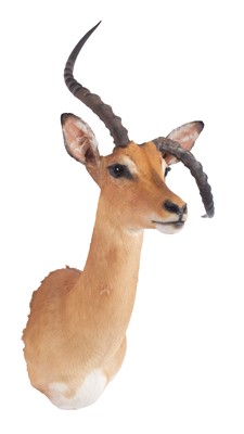Lot Taxidermy: Abnormal Common Impala (Aepyceros...