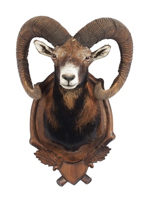 Lot Taxidermy: European Mouflon (Ovis aries),...