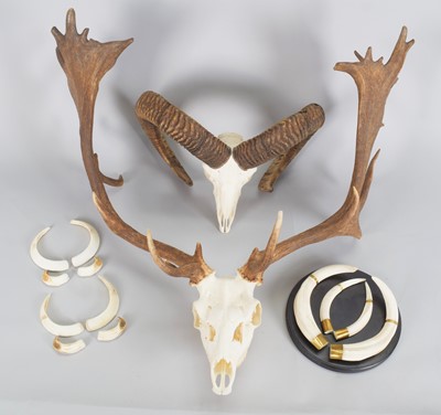 Lot 1277 - Antlers/Horns: European Fallowbuck Antlers...